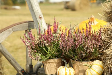 Photo of Beautiful heather flowers in pots, pumpkins and hay in wooden cart outdoors