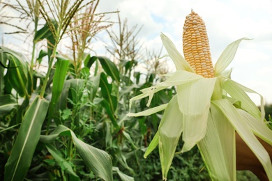 Photo of Woman holding yellow ripe corn cob in field on sunny day, closeup