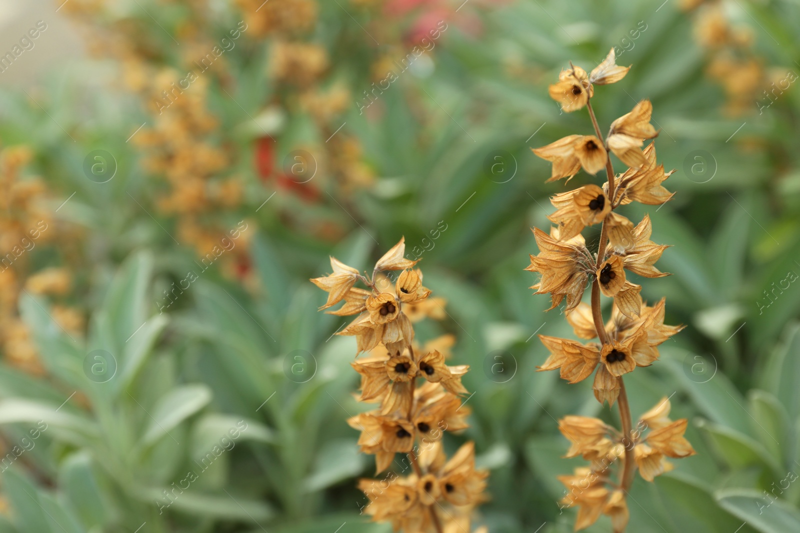 Photo of Beautiful sage with flowers growing outdoors, closeup. Space for text