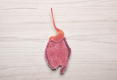 Paper cutout of small intestine on white wooden background, top view