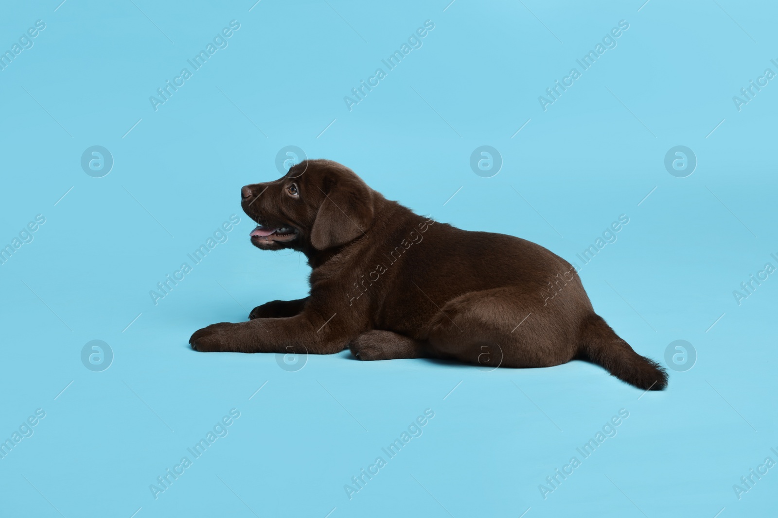 Cute chocolate Labrador Retriever puppy on light blue background Photo of Cute chocolate Labrador Retriever puppy on light blue background