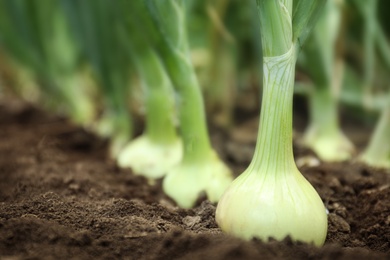 Photo of Green onions growing in field, closeup. Harvest season