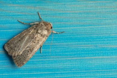Photo of Paradrina clavipalpis moth on light blue wooden background, top view. Space for text