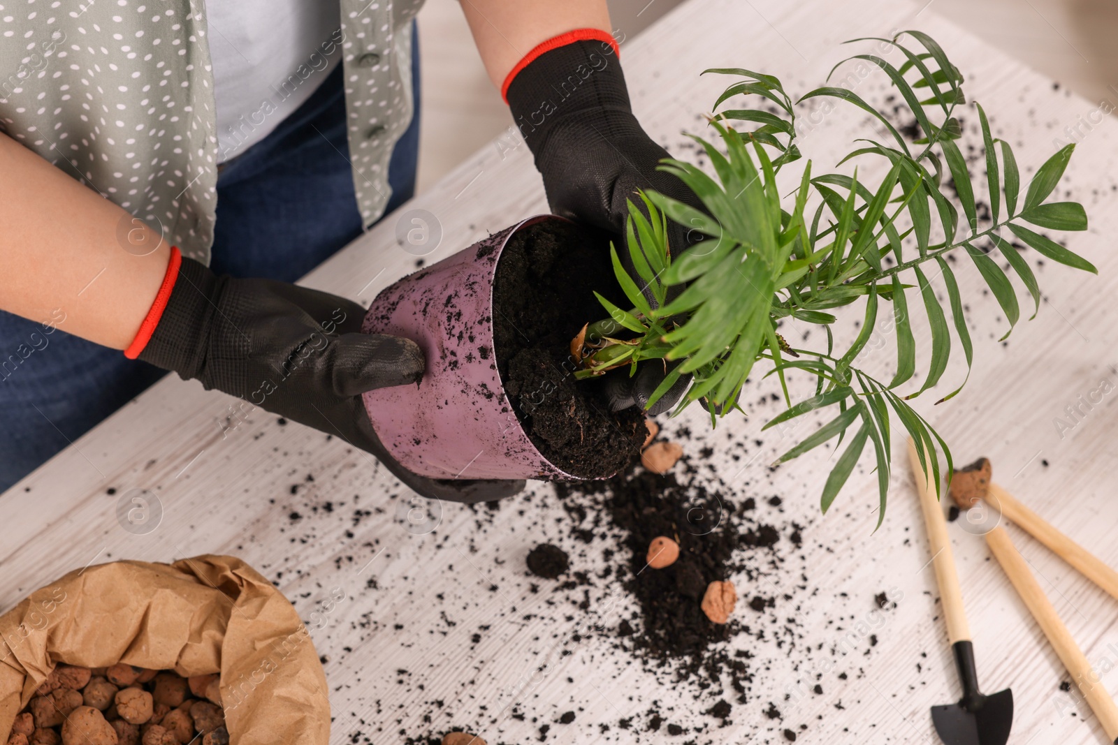 Photo of Woman in gloves transplanting houseplant at white table, closeup