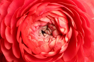 Closeup view of beautiful delicate ranunculus flower