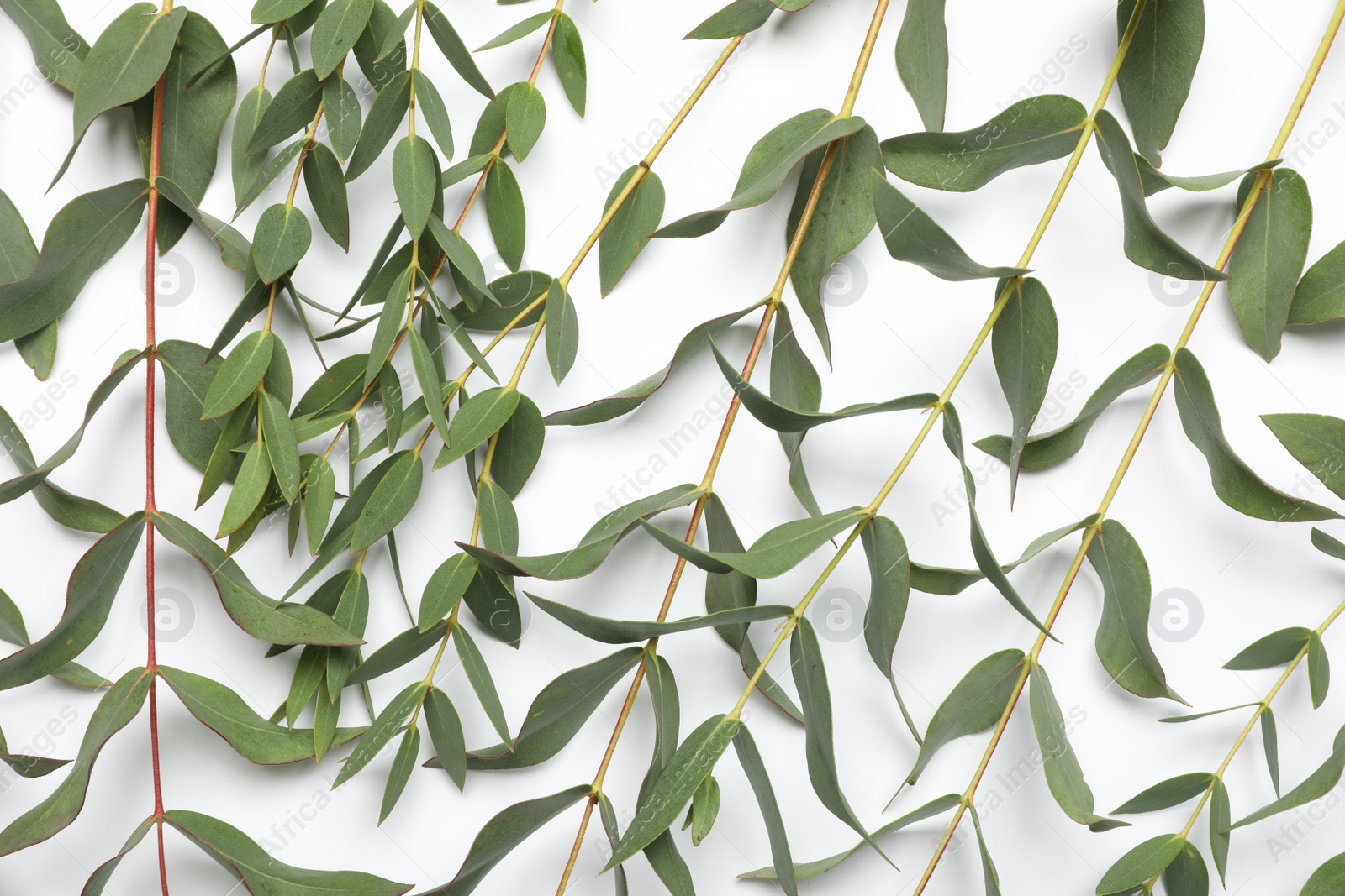 Photo of Eucalyptus branches with fresh leaves on white background, top view