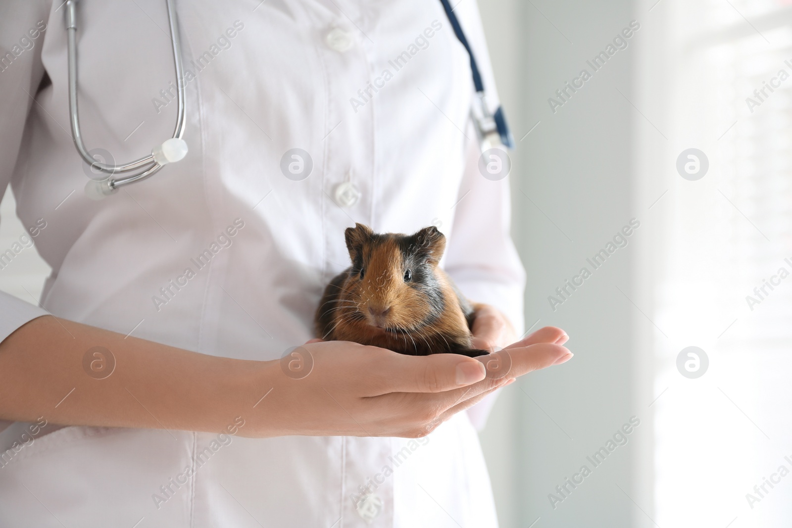 Photo of Female veterinarian examining guinea pig in clinic, closeup