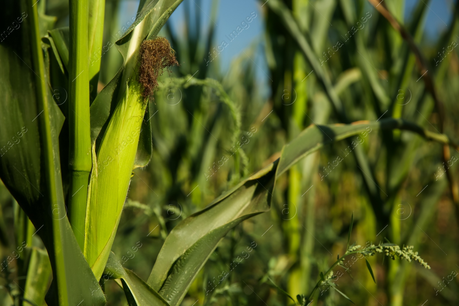 Photo of Ripe corn cob in field on sunny day, closeup