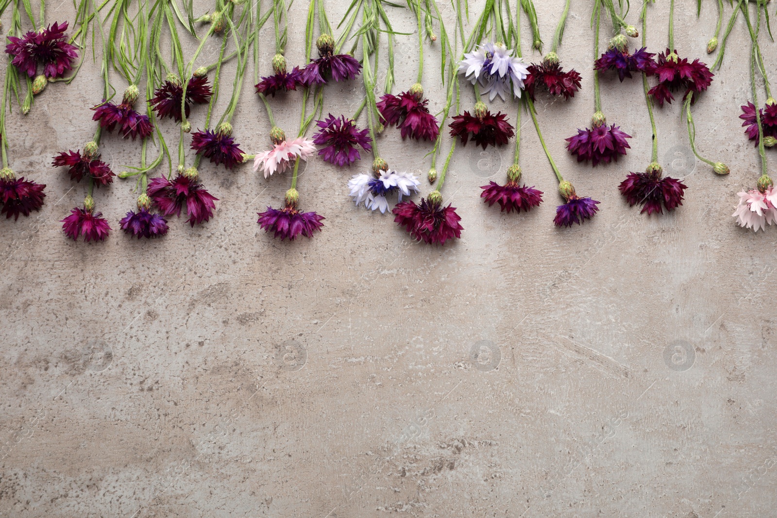 Photo of Beautiful colorful cornflowers on grey table, flat lay. Space for text