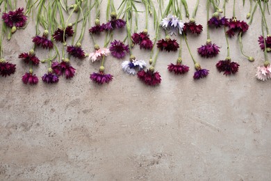 Beautiful colorful cornflowers on grey table, flat lay. Space for text