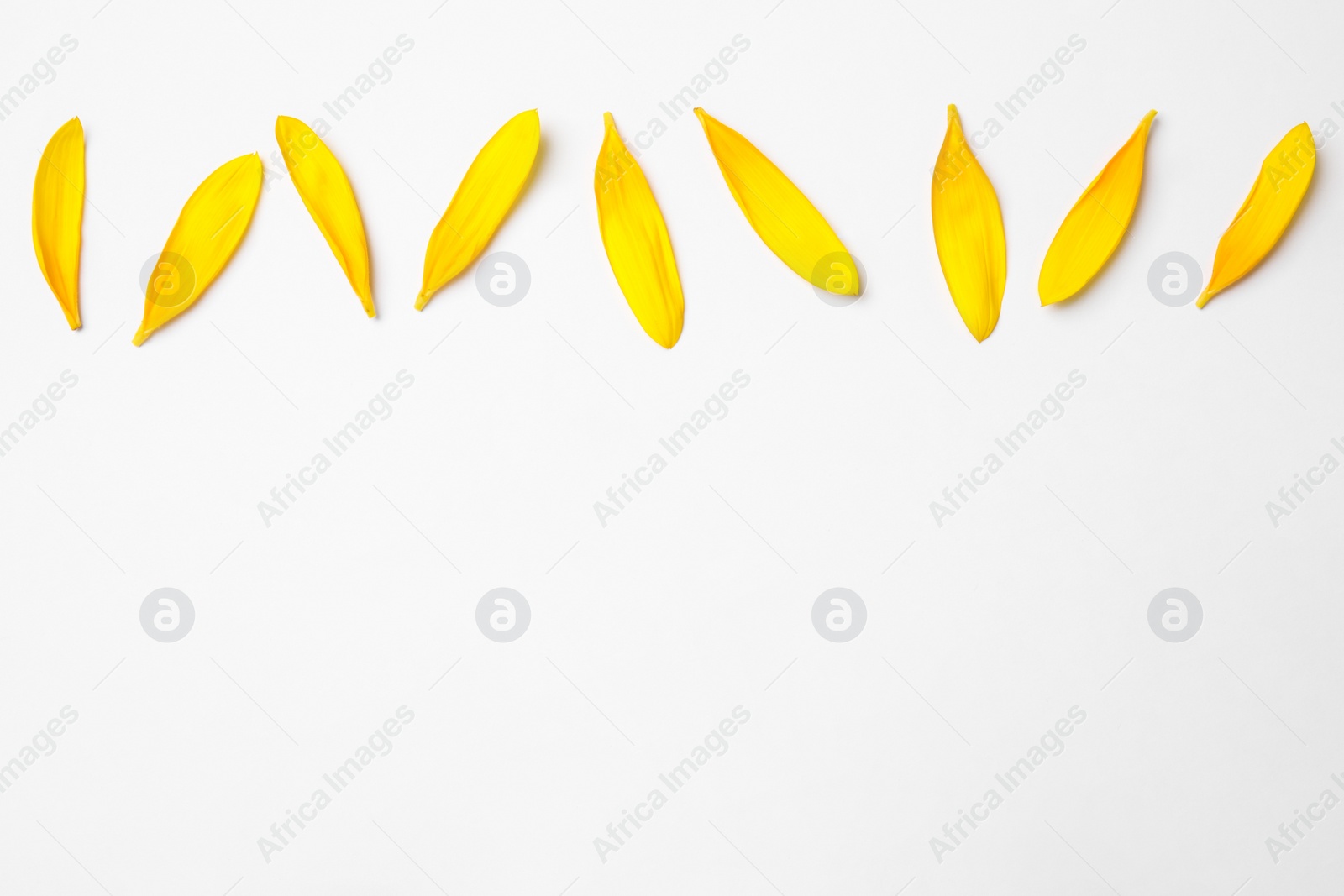 Photo of Fresh yellow sunflower petals isolated on white, top view