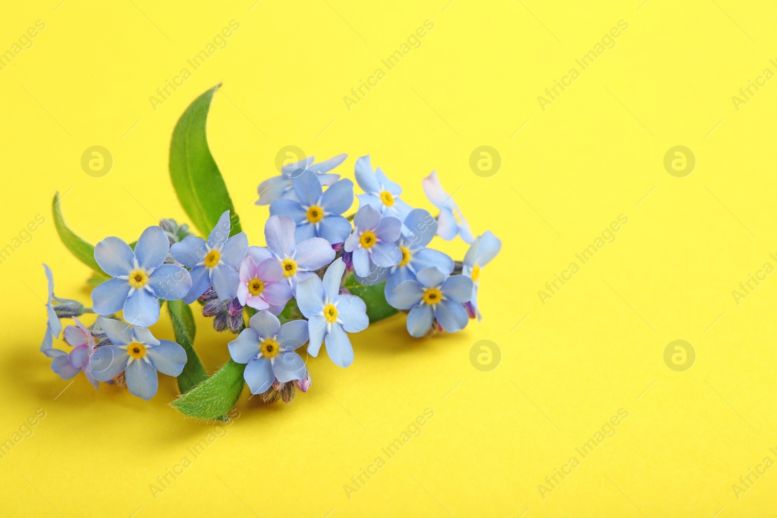 Photo of Amazing spring forget-me-not flowers on color background. Space for text