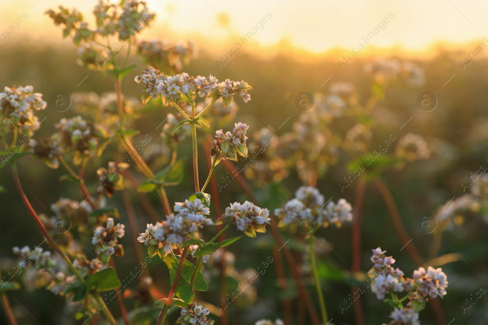 Photo of Many beautiful buckwheat flowers growing in field, closeup