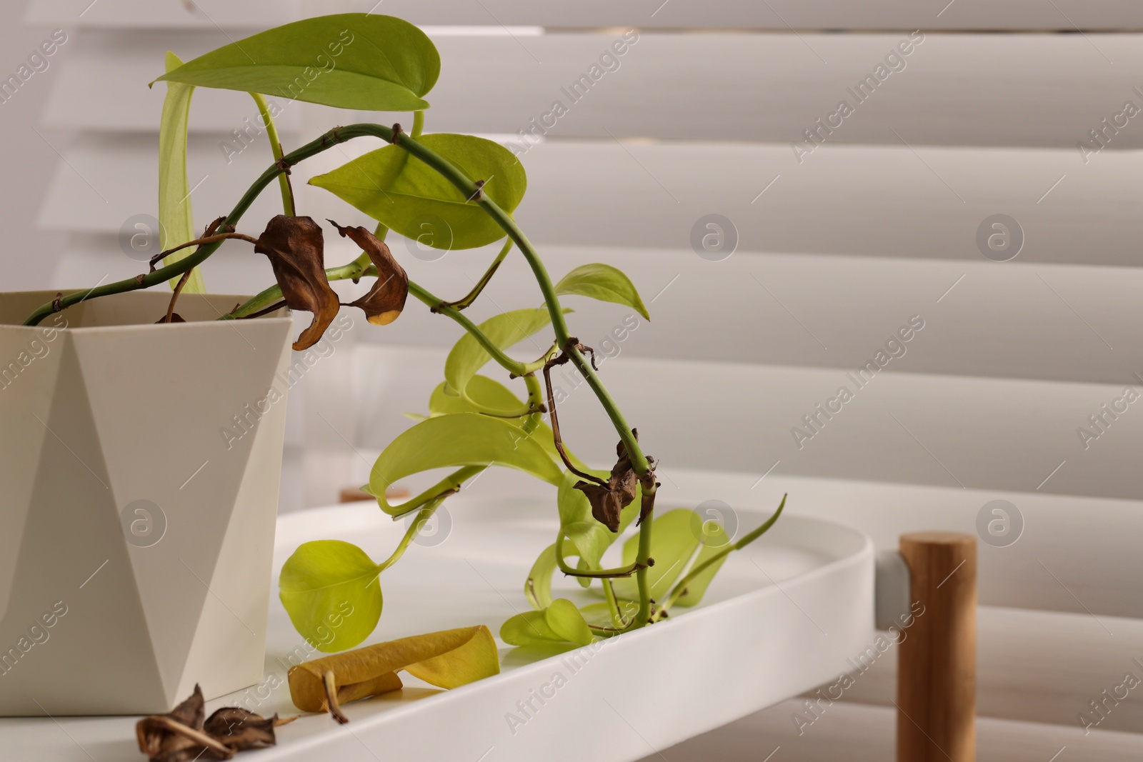 Photo of Potted houseplant with damaged leaves indoors, closeup. Space for text