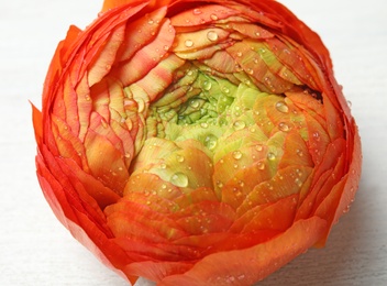 Beautiful spring ranunculus flower on white background, closeup