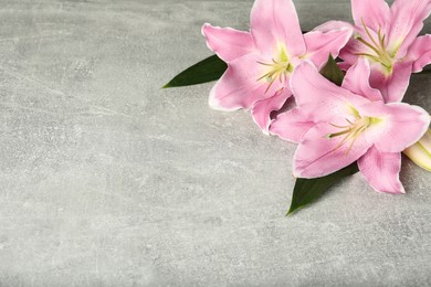 Photo of Beautiful pink lily flowers on grey background. Space for text