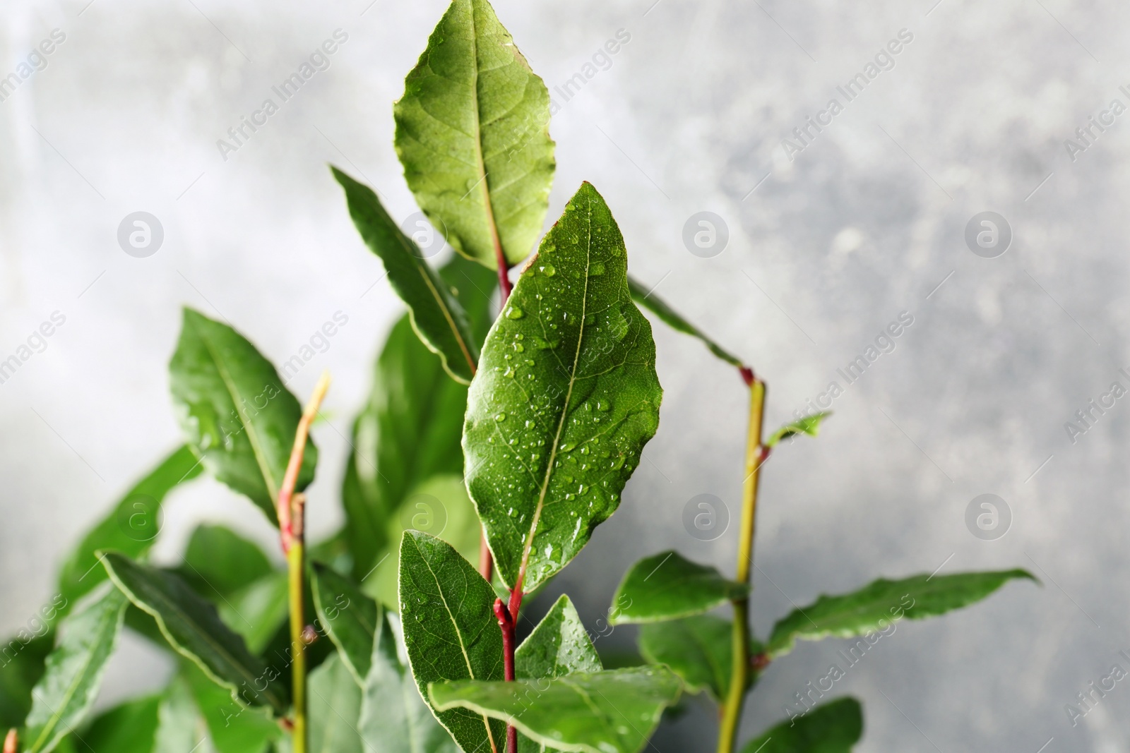 Photo of Bay tree with green leaves growing on grey background, closeup