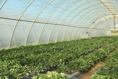 Photo of Rows of strawberry seedlings growing in greenhouse