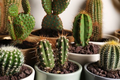 Many different beautiful cacti against beige wall, closeup