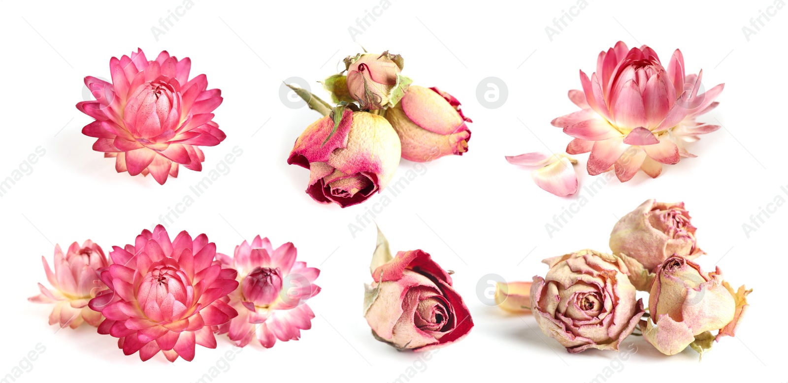 Image of Set with beautiful dry flowers on white background, banner design