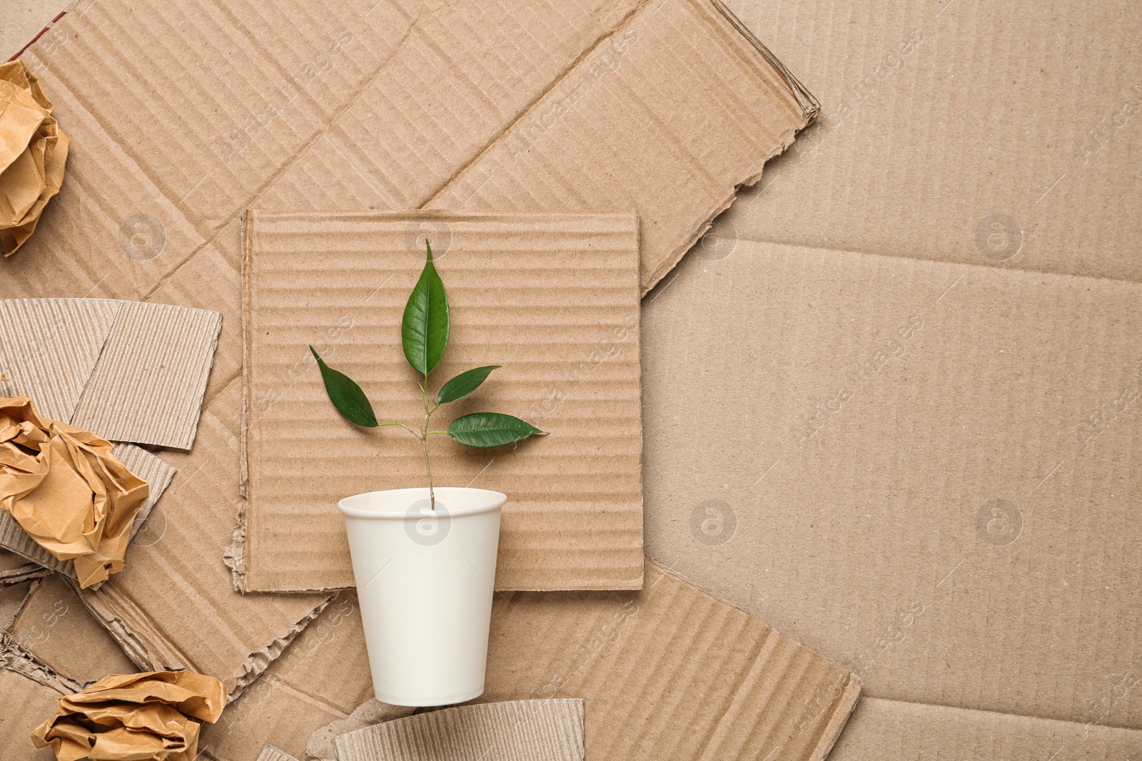 Photo of Green plant in cup and crumpled paper on carton, top view with space for text