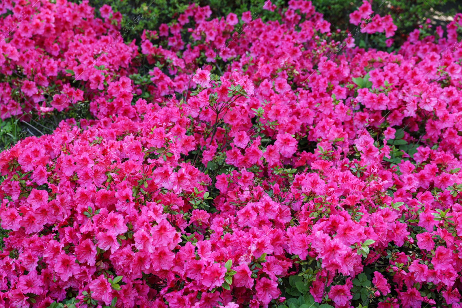 Photo of Beautiful azalea bush with pink flowers growing outdoors, closeup. Spring season