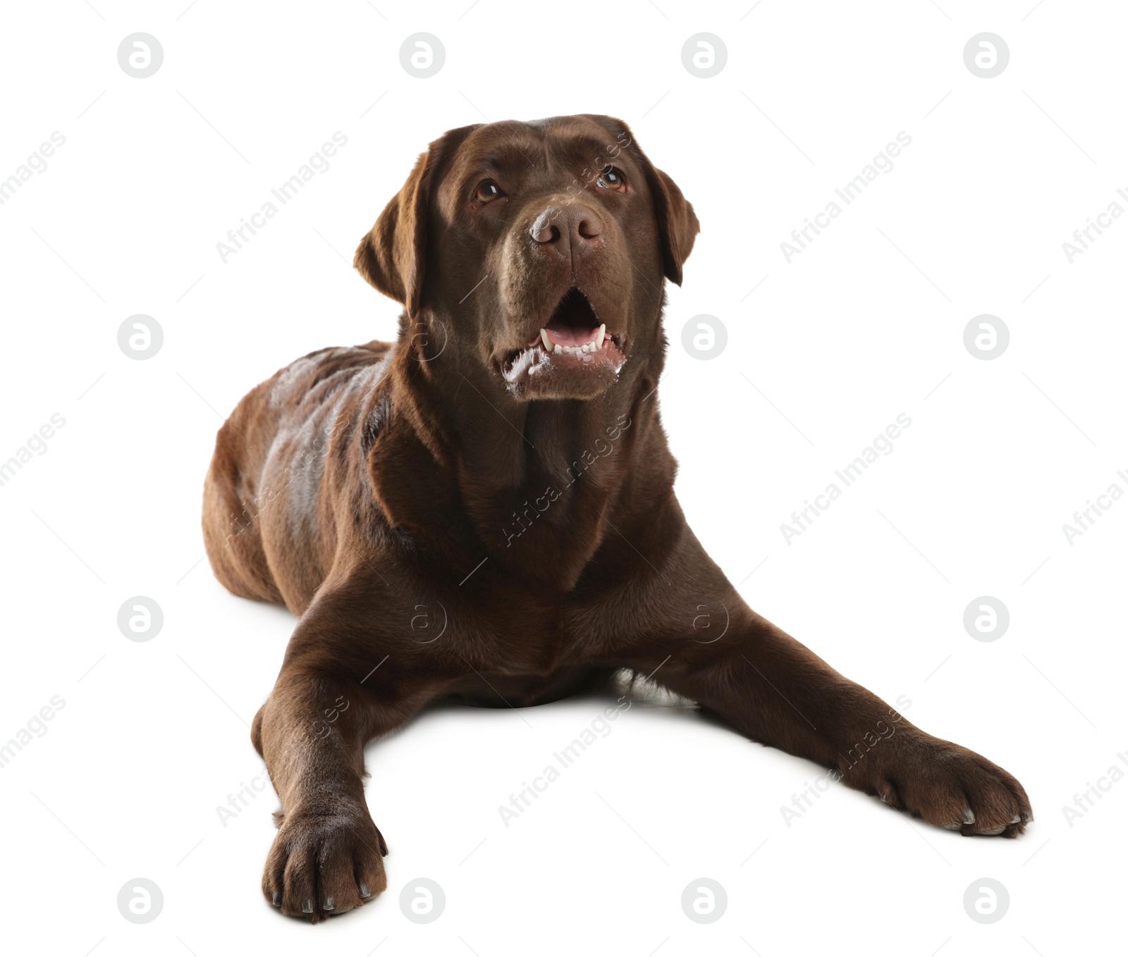 Photo of Chocolate labrador retriever lying on white background