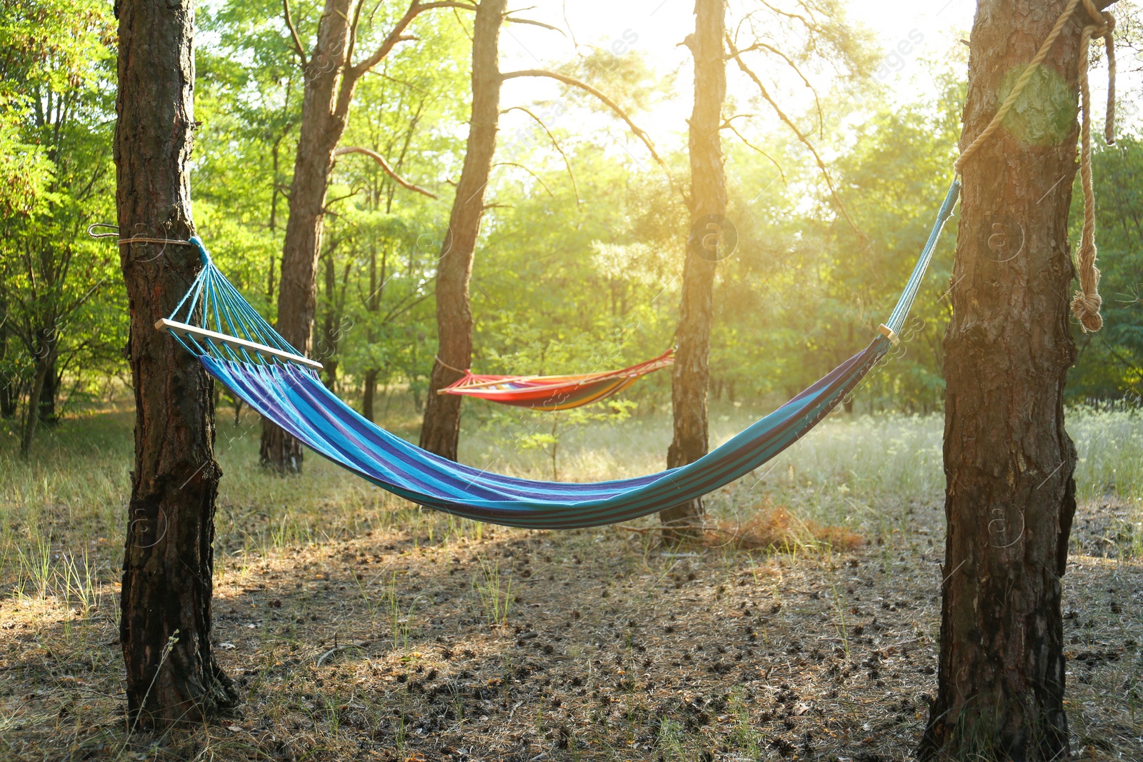 Photo of Empty comfortable blue hammock hanging in forest