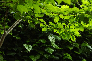 Photo of Different trees with green leaves in garden