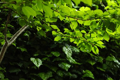 Different trees with green leaves in garden