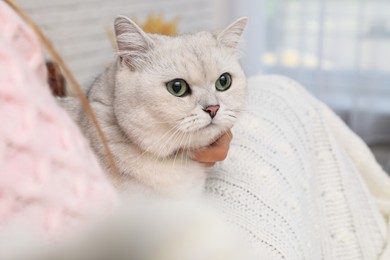 Photo of Adorable white British Shorthair cat with his owner indoors, closeup. Cute pet
