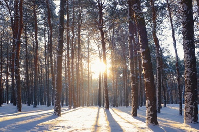 Picturesque view of snowy pine forest in winter morning