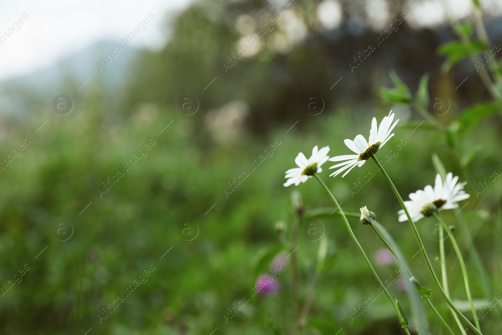 Photo of Beautiful flowers growing on green meadow in summer