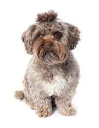 Photo of Cute Maltipoo dog on white background. Lovely pet