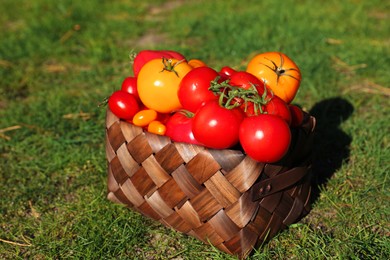 Basket with fresh tomatoes on green grass outdoors