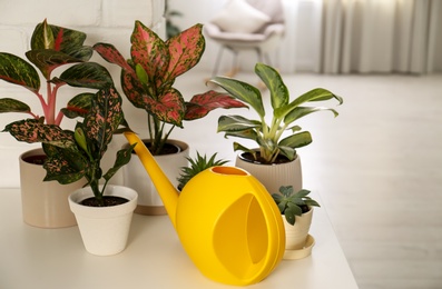 Photo of Beautiful houseplants and watering can on table indoors
