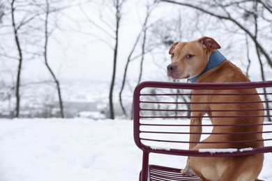 Cute dog sitting on chair in snowy park. Space for text