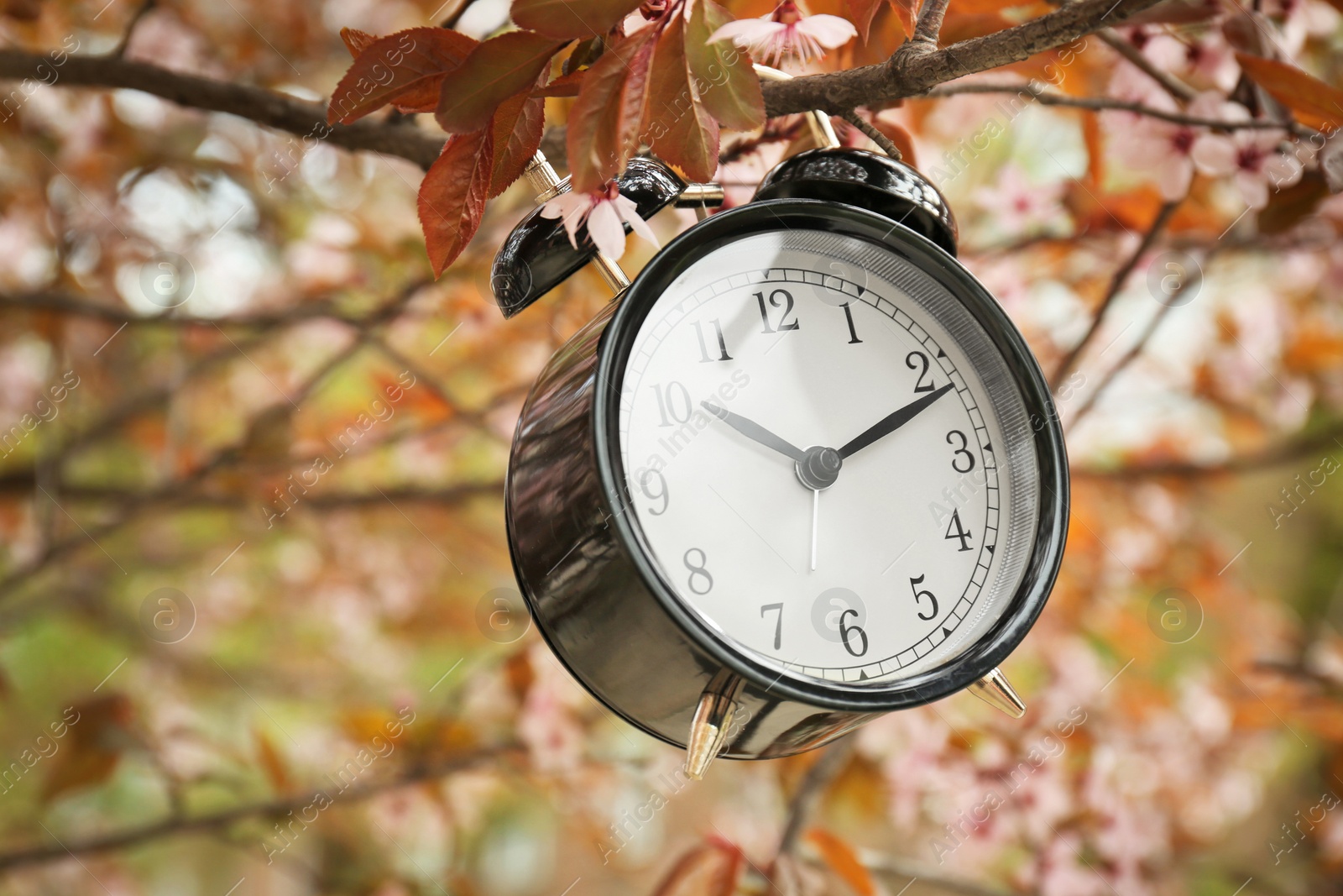 Photo of Alarm clock hanging on blossoming tree branch, outdoors. Time change concept