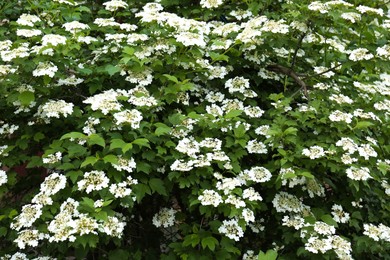 Photo of Beautiful Viburnum shrub with white flowers outdoors