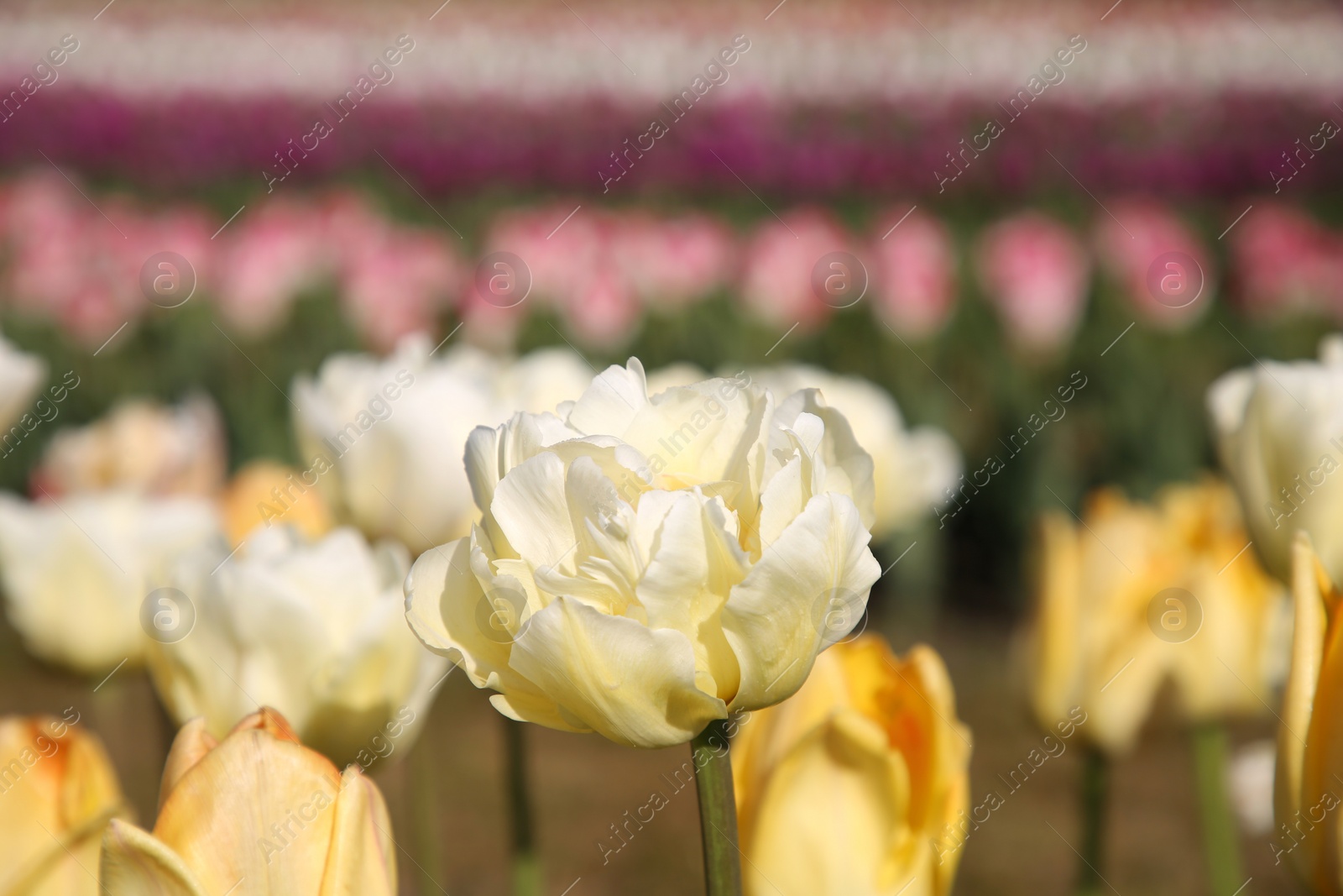 Photo of Beautiful colorful tulip flowers growing in field on sunny day, closeup