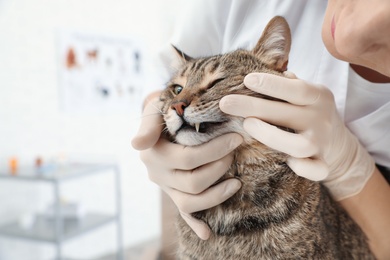 Photo of Professional veterinarian examining cat's teeth in clinic