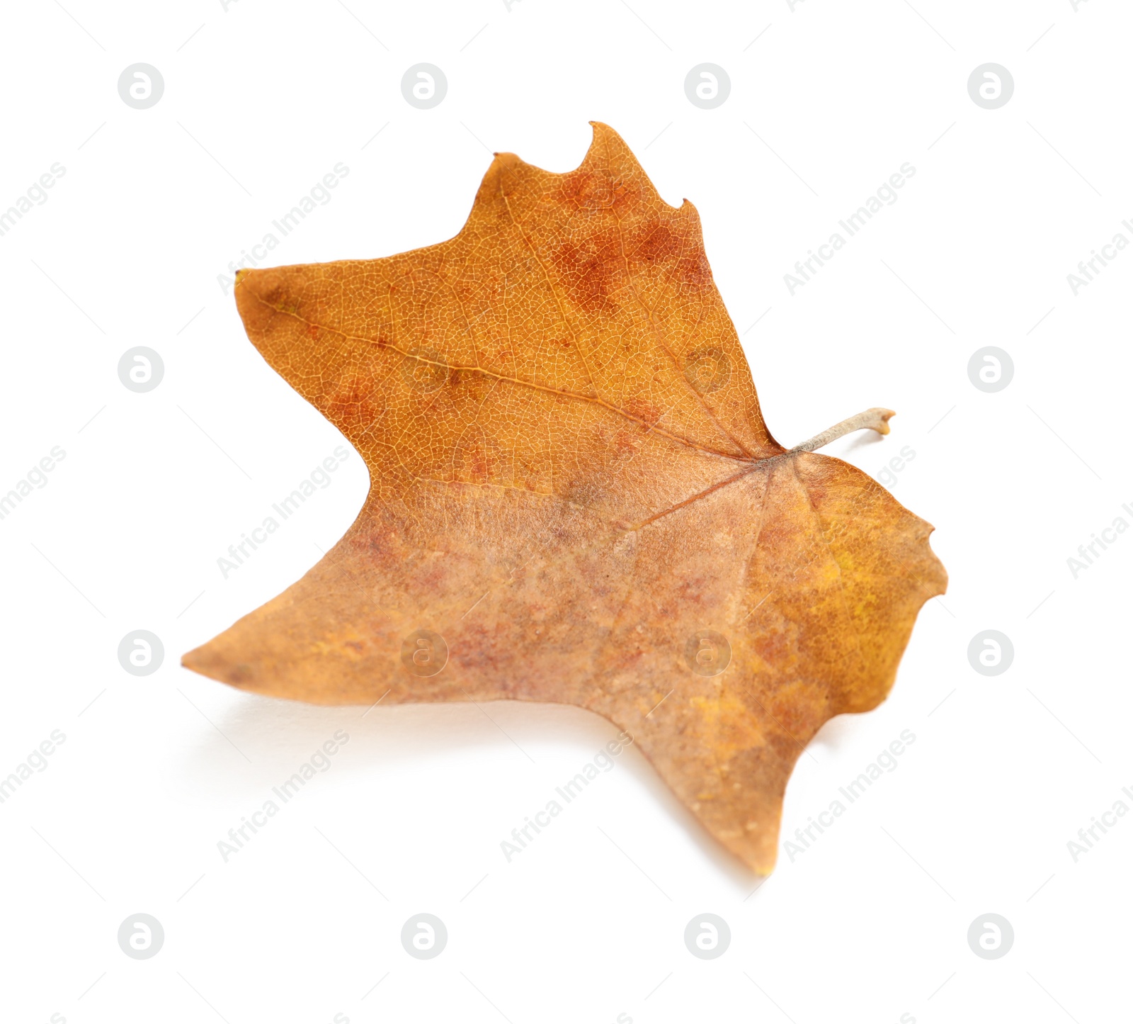 Photo of Beautiful autumn leaf on white background. Fall foliage