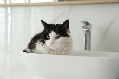 Photo of Cute wet cat in vessel sink indoors