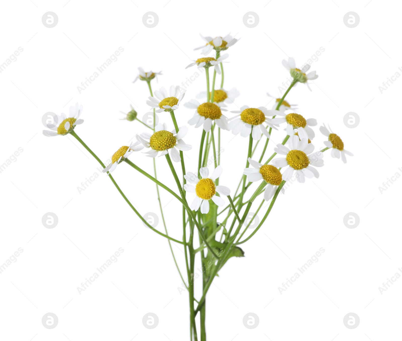 Photo of Bunch of beautiful chamomile flowers on white background