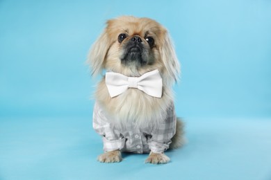 Cute Pekingese dog in pet clothes on light blue background