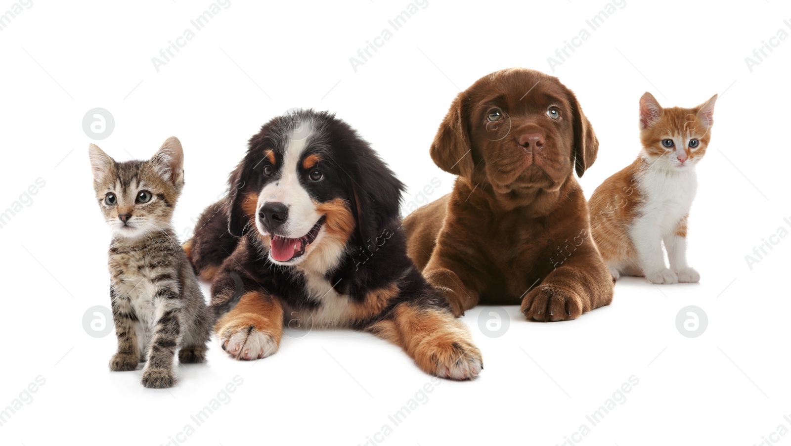 Image of Adorable little kittens and puppies on white background