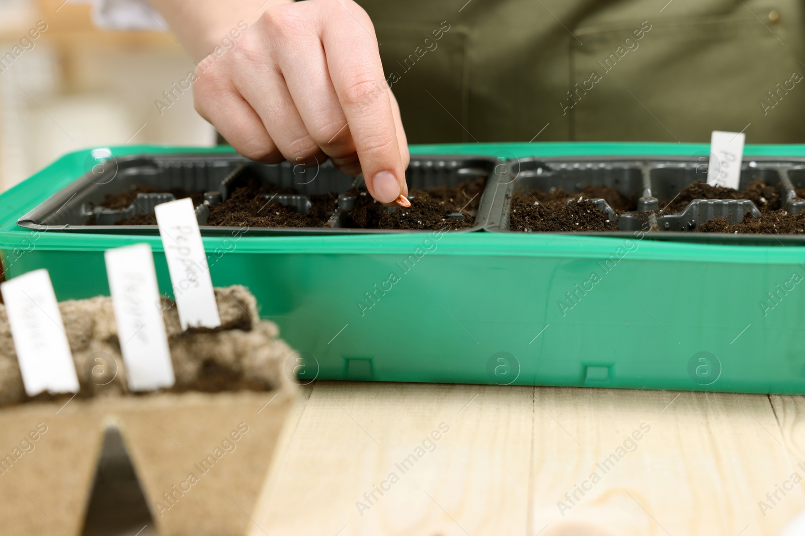 Photo of Young woman planting vegetable seeds into plastic pots with soil at wooden table, closeup