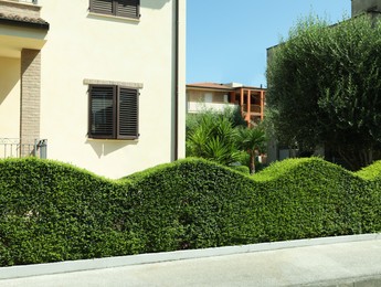 Residential building with beautiful green hedge on sunny day