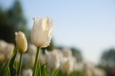 Beautiful white tulip flowers growing in field on sunny day, closeup. Space for text