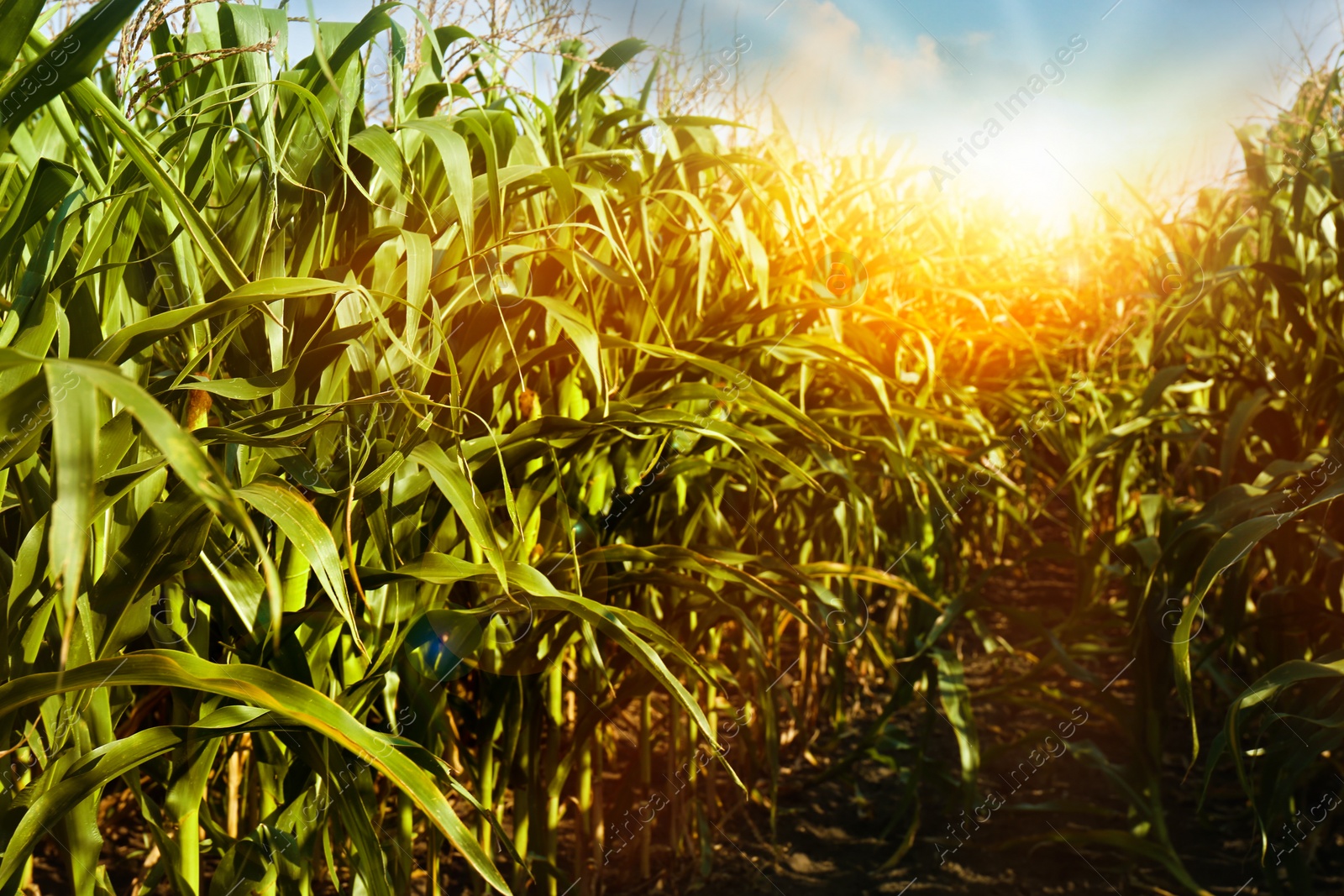 Image of Corn field under beautiful sky at sunrise